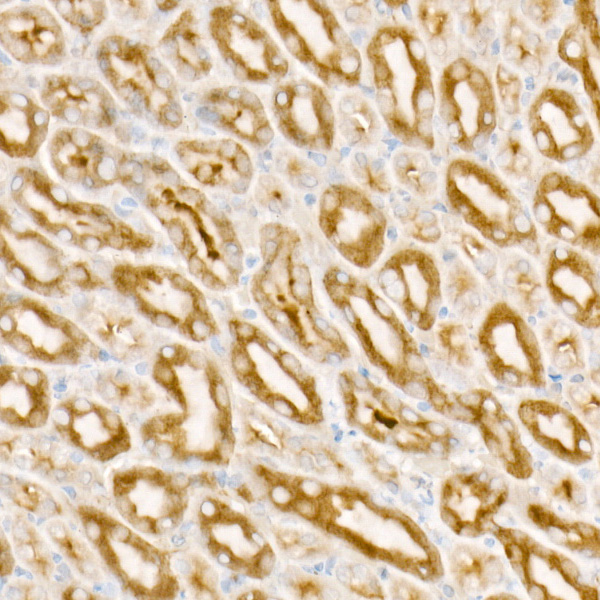 A22035_2.jpg