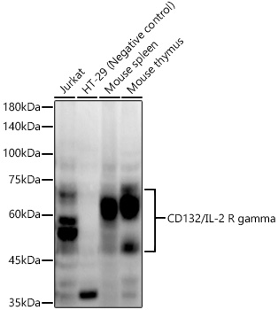 A22037_1.jpg