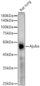 A22039_1.jpg