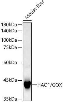 A22043_1.jpg