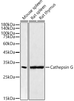 A22048_2.jpg