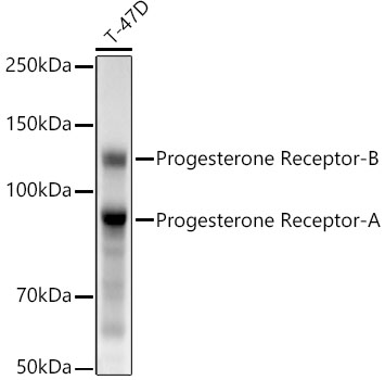 A22061_1.jpg