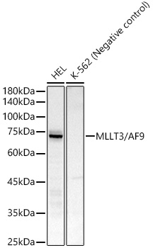 A22072_1.jpg