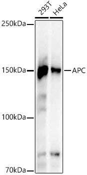 A22073_1.jpg