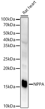 A22075_1.jpg