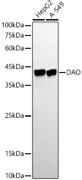 A22081_1.jpg