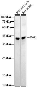 A22081_2.jpg