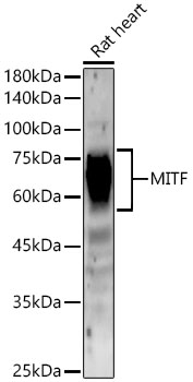 A22091_2.jpg