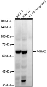 A22150_1.jpg