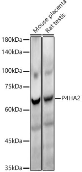 A22150_2.jpg