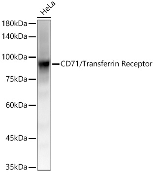 A22161_1.jpg