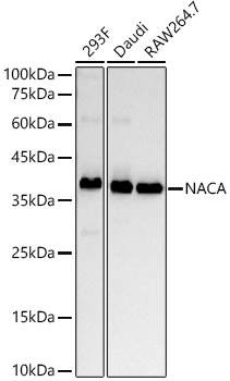 A22165_1.jpg