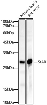A22166_1.jpg
