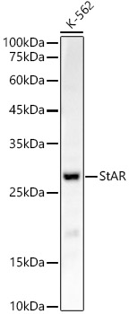 A22166_2.jpg