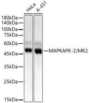 A22183_1.jpg