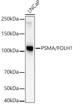 A22211_1.jpg