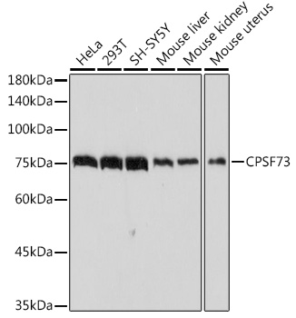 A2222_1.jpg