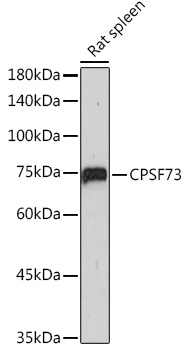 A2222_2.jpg