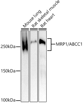 A2223_2.jpg