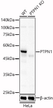 A22243_4.jpg