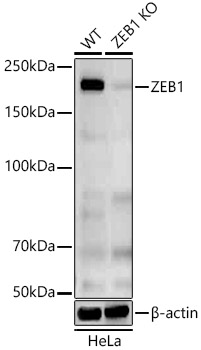 A22244_1.jpg