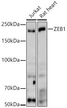 A22244_2.jpg