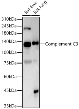 A22265_2.jpg