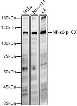 A22279_1.jpg