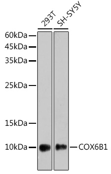 A2228_1.jpg