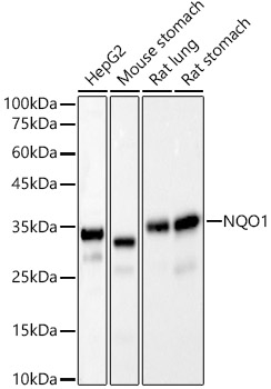 A22290_2.jpg