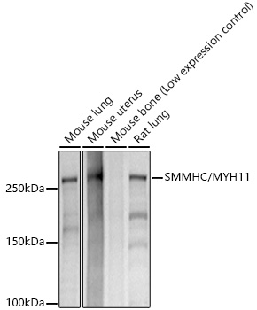 A22339_1.jpg