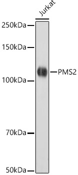 A22350_1.jpg