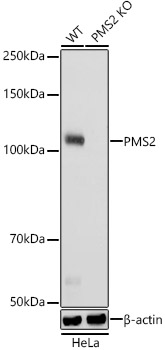 A22350_2.jpg
