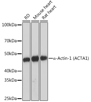 A2235_1.jpg
