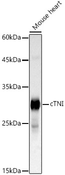 A22387_1.jpg