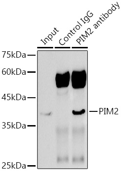A22432_2.jpg