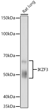 A22433_1.jpg