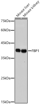 A22441_1.jpg