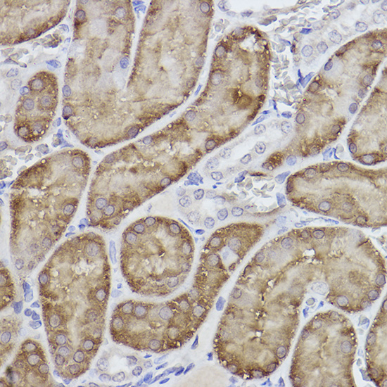 A22441_4.jpg