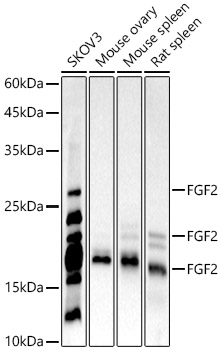 A22448_1.jpg