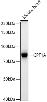 A22450_1.jpg
