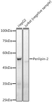 A22456_1.jpg