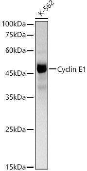 A22461_1.jpg