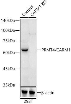 A2246_1.jpg