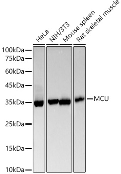 A22525_1.jpg