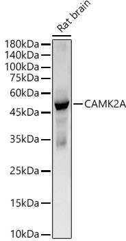 A22611_1.jpg