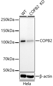 A22646_2.jpg