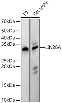 A22648_1.jpg