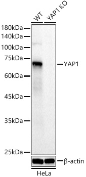 A22650_4.jpg