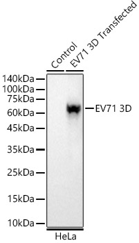 A22651_1.jpg